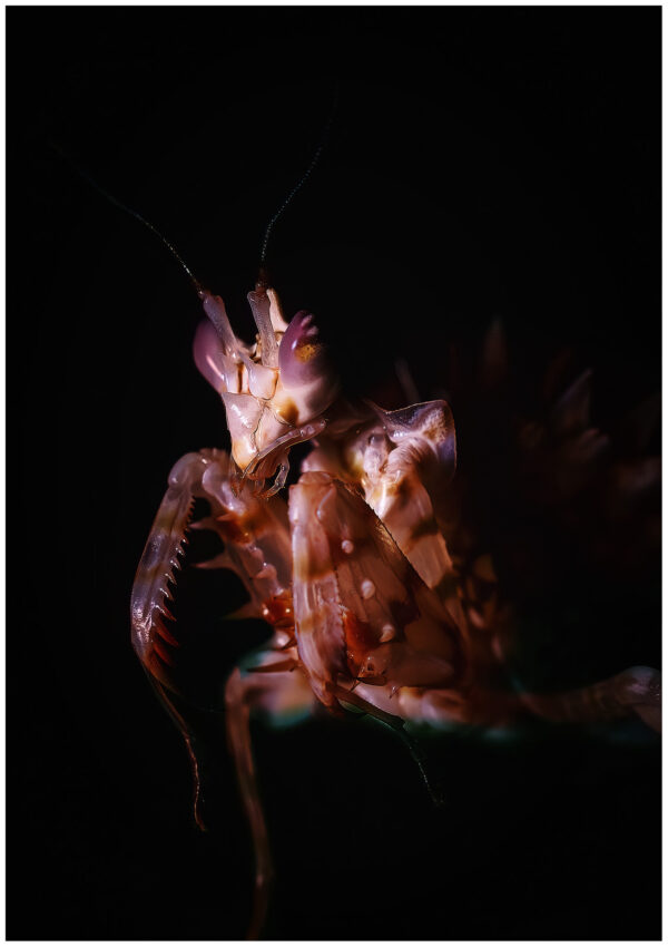 Pseudocreobotra wahlbergii - obrazek 4