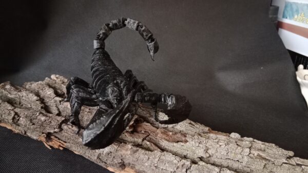Skorpion 3D - Black - obrazek 2