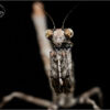 Popa spurca crassa - obrazek 5