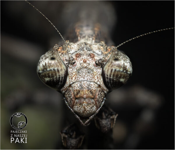 Popa spurca crassa - obrazek 4