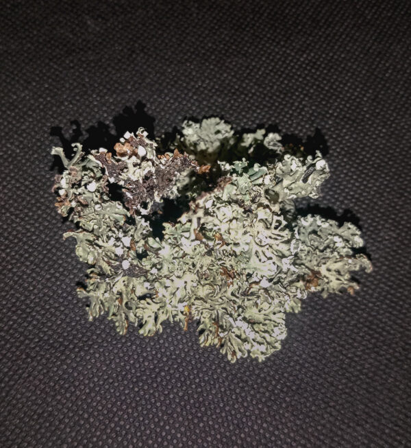 Porost czarny - 15 gram - obrazek 2