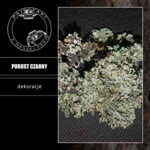 Lichen Porost czarny