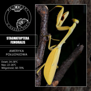 Stagmatoptera femoralis, samica imago