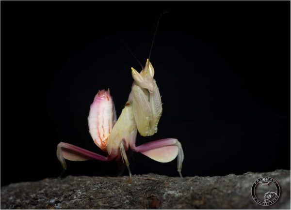 Hymenopus coronatus - obrazek 6