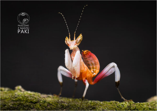 Hymenopus coronatus - obrazek 4