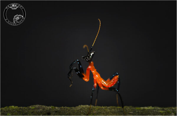 Hymenopus coronatus - obrazek 3