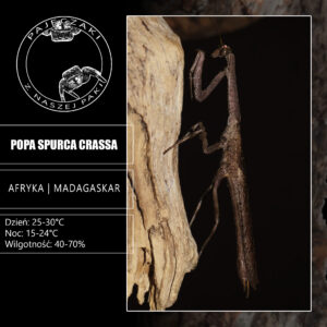 Popa spurca crassa - L2, Nieokreślona
