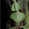 Modliszka liściogłowa - Phyllocrania paradoxa - obrazek 2