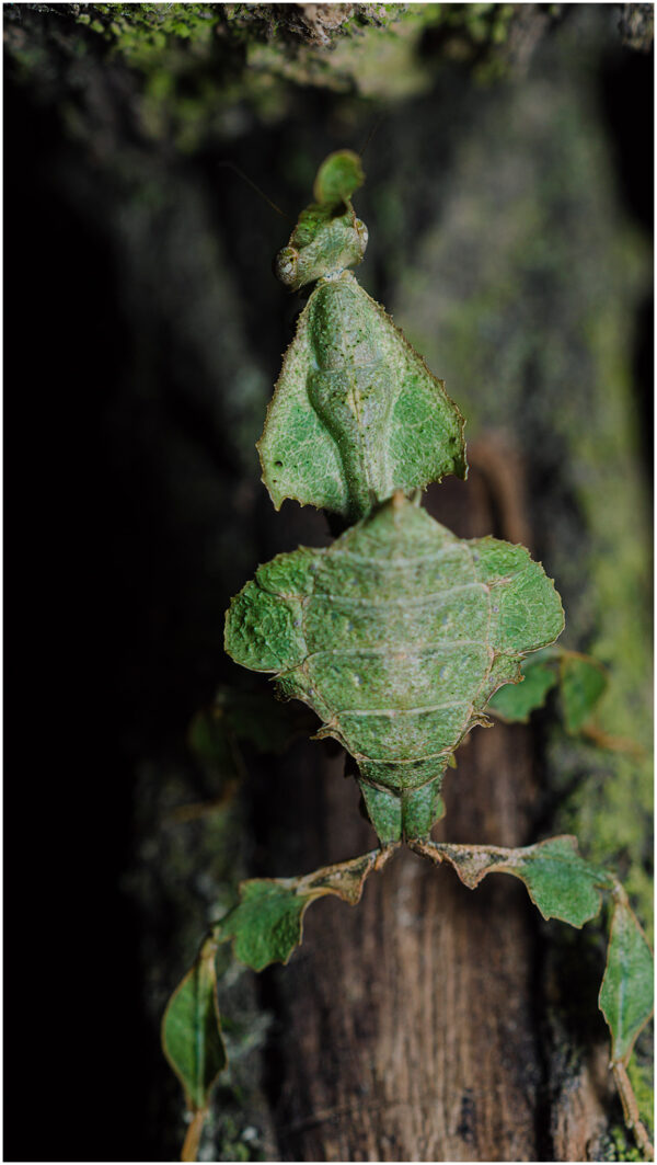 Modliszka liściogłowa - Phyllocrania paradoxa - obrazek 2