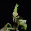 Modliszka liściogłowa - Phyllocrania paradoxa - obrazek 3