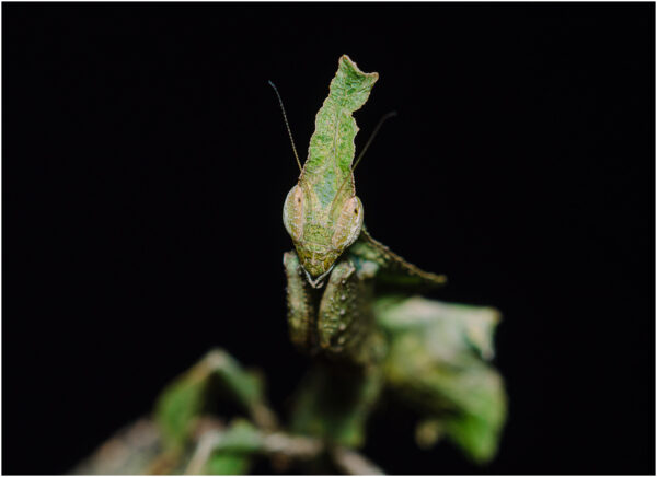 Modliszka liściogłowa - Phyllocrania paradoxa - obrazek 3