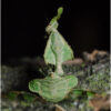 Modliszka liściogłowa - Phyllocrania paradoxa - obrazek 4