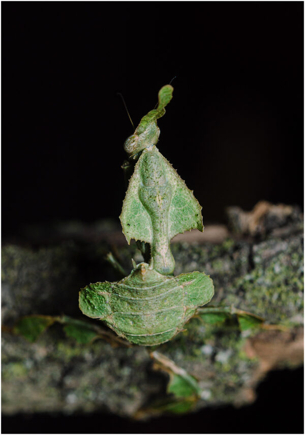 Modliszka liściogłowa - Phyllocrania paradoxa - obrazek 4