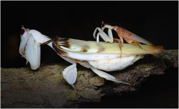 Hymenopus coronatus - obrazek 5