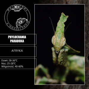 Modliszka liściogłowa - Phyllocrania paradoxa - L2, Nieznana