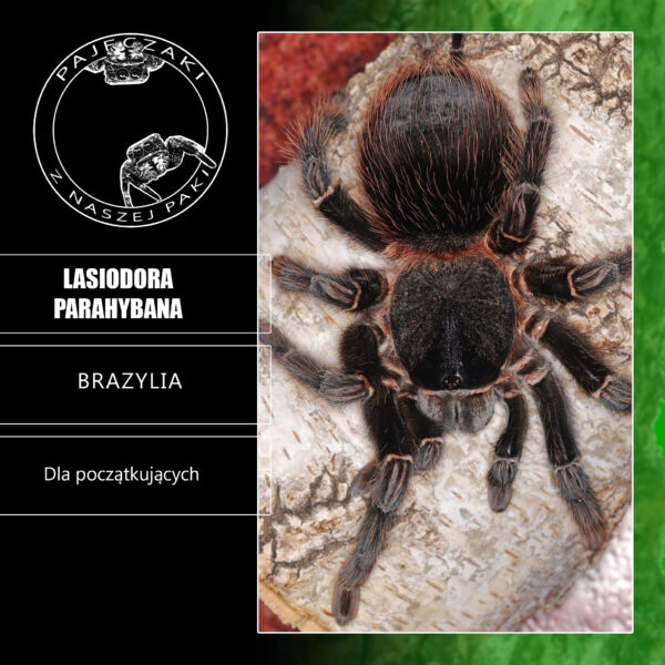 Lasiodora parahybana