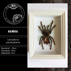 Gablota z pająkiem L. parahybana (8 cm długości ciała)