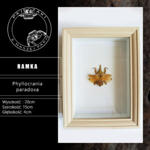 P.paradoxa w gablotce