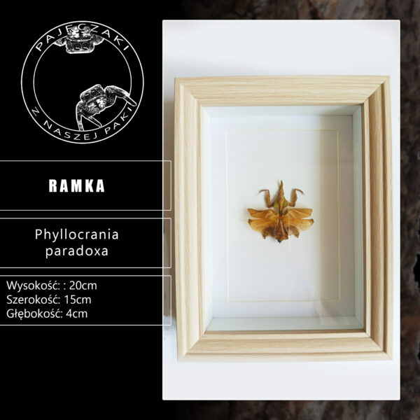 P.paradoxa w gablotce