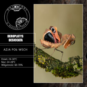 Deroplatys desiccata