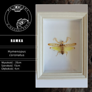 Modliszka storczykowa (H. Coronatus) w gablotce