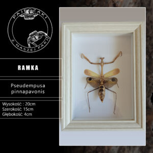 Modliszka pawia w gablotce (Pseudempusa pinnapavonis)