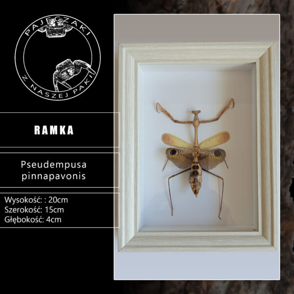 Modliszka pawia w gablotce (Pseudempusa pinnapavonis)